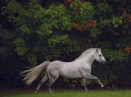 Mares directory