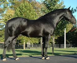 Yearlings directory