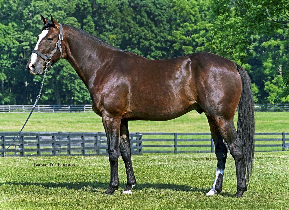 Stallions directory