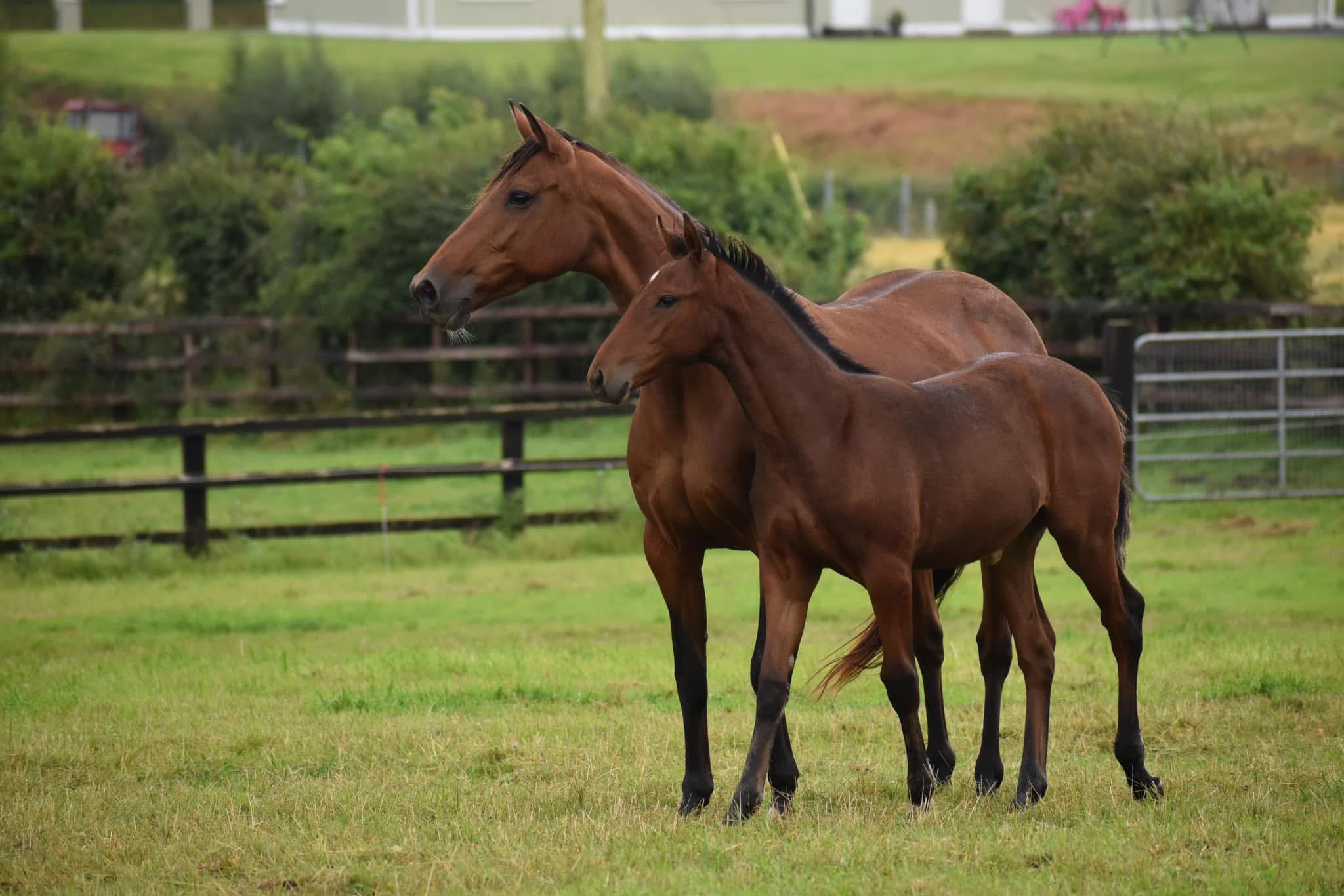 Mares directory