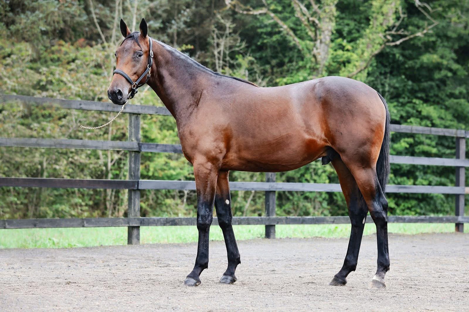 Yearlings directory